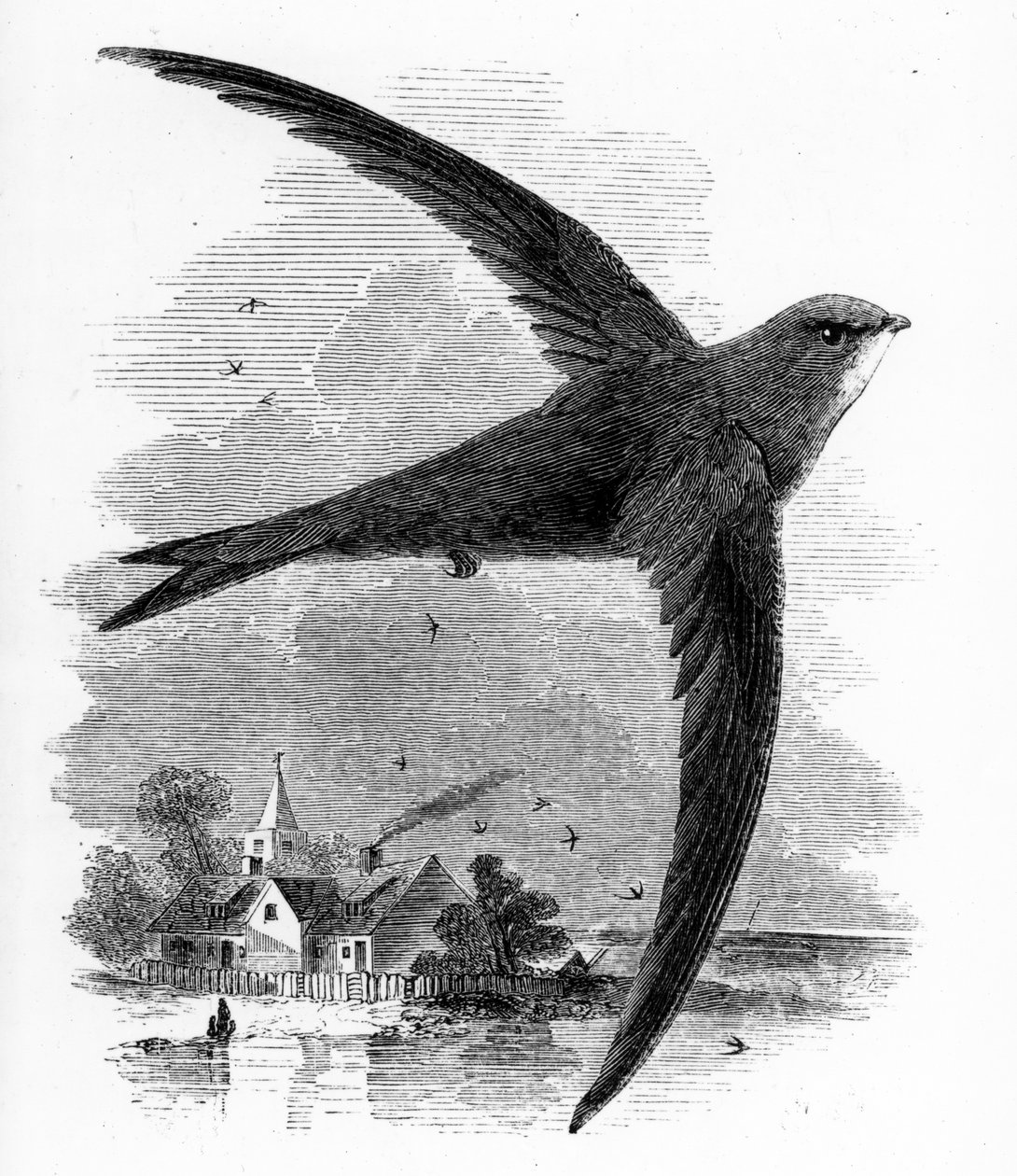 Common Swift，来自William Yarrell的“英国鸟类史”的插图，首次出版于1843年 作者 威廉·亚雷尔