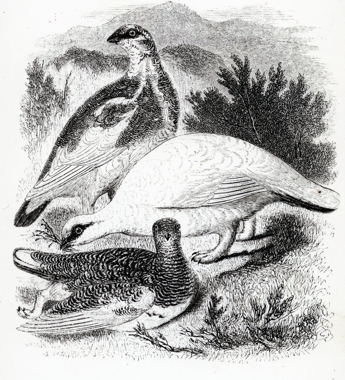 The Ptarmigan，来自William Yarrell的“英国鸟类史”的插图，首次出版于1843年 作者 威廉·亚雷尔