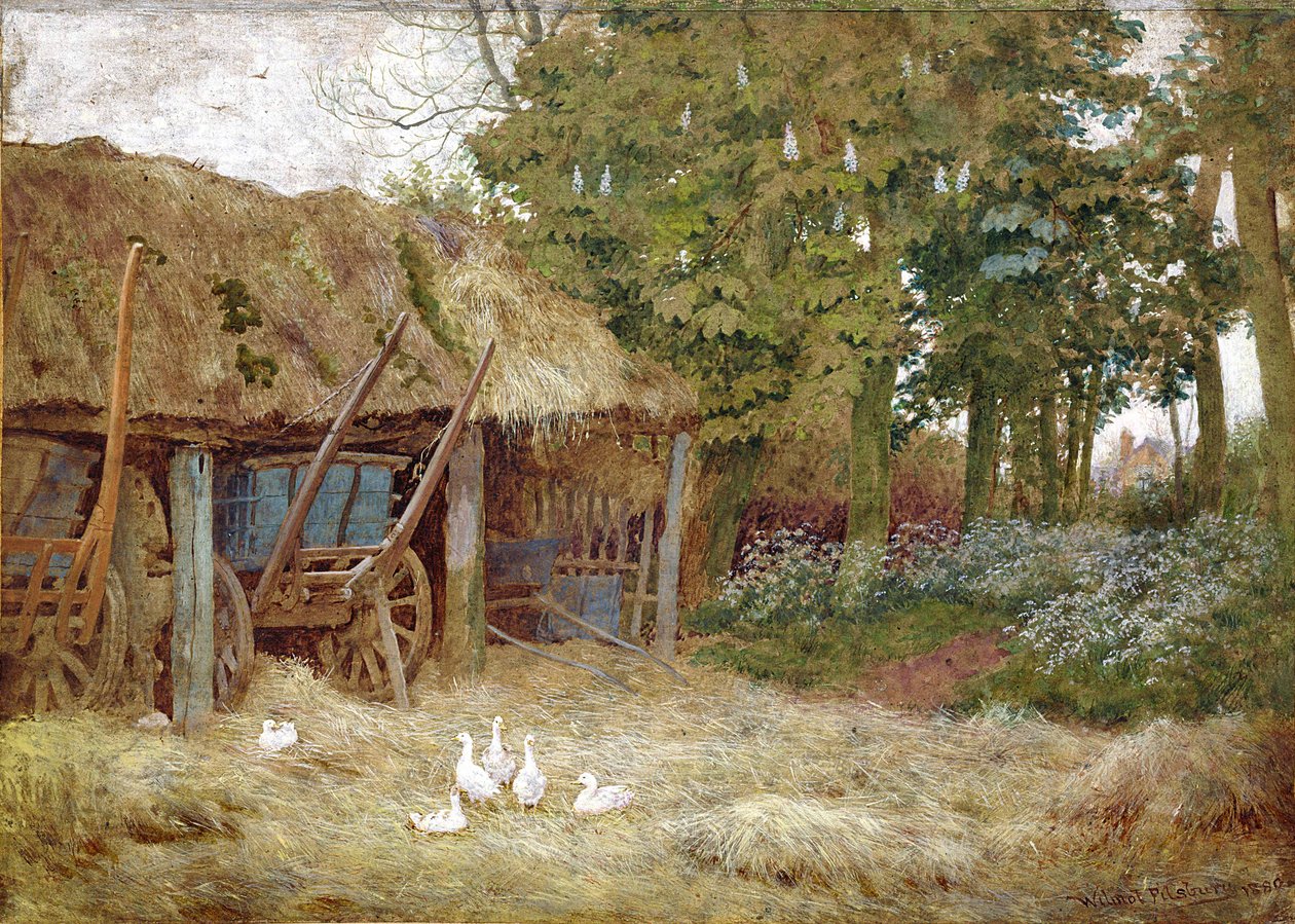 鸭子，1880年（身体颜色在纸上） 作者 威尔莫特·皮尔斯伯里（Wilmot Pilsbury）