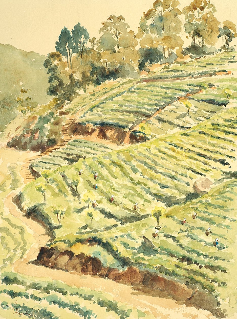727采茶机，格伦莫尔 作者 威尔逊·克莱夫（Wilson Clive）