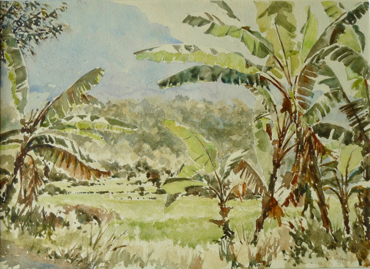 740 香蕉树，Ramboda 作者 威尔逊·克莱夫（Wilson Clive）
