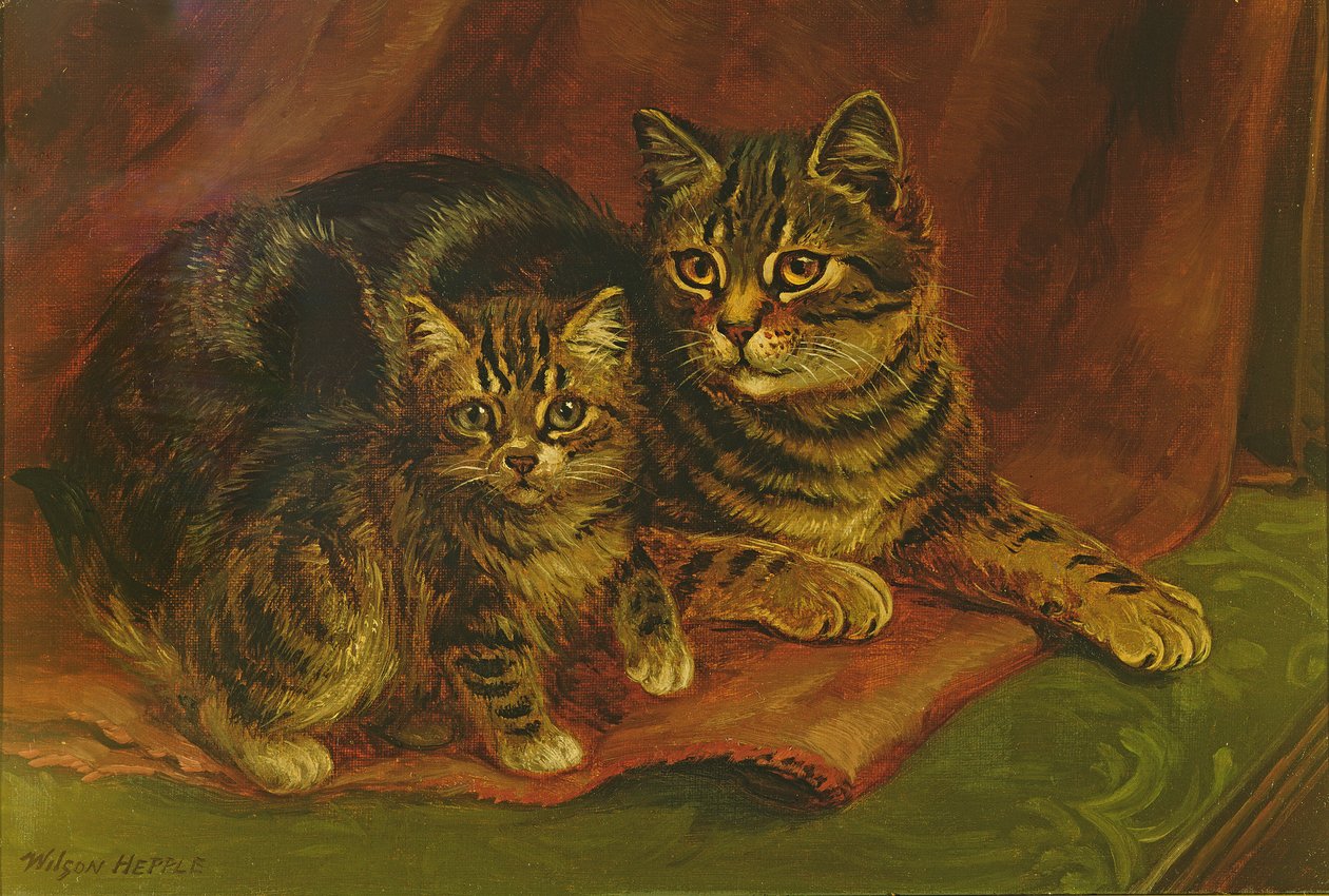 与小猫的虎斑猫 作者 