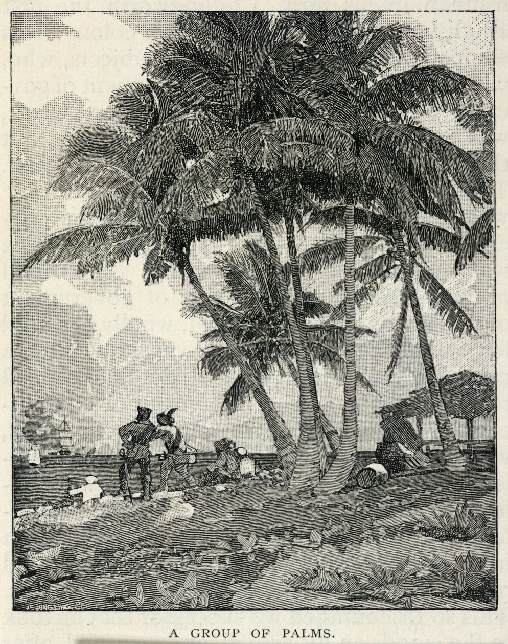 一组棕榈树，摘自《世纪杂志》，1887 年 2 月 作者 温斯洛·荷马