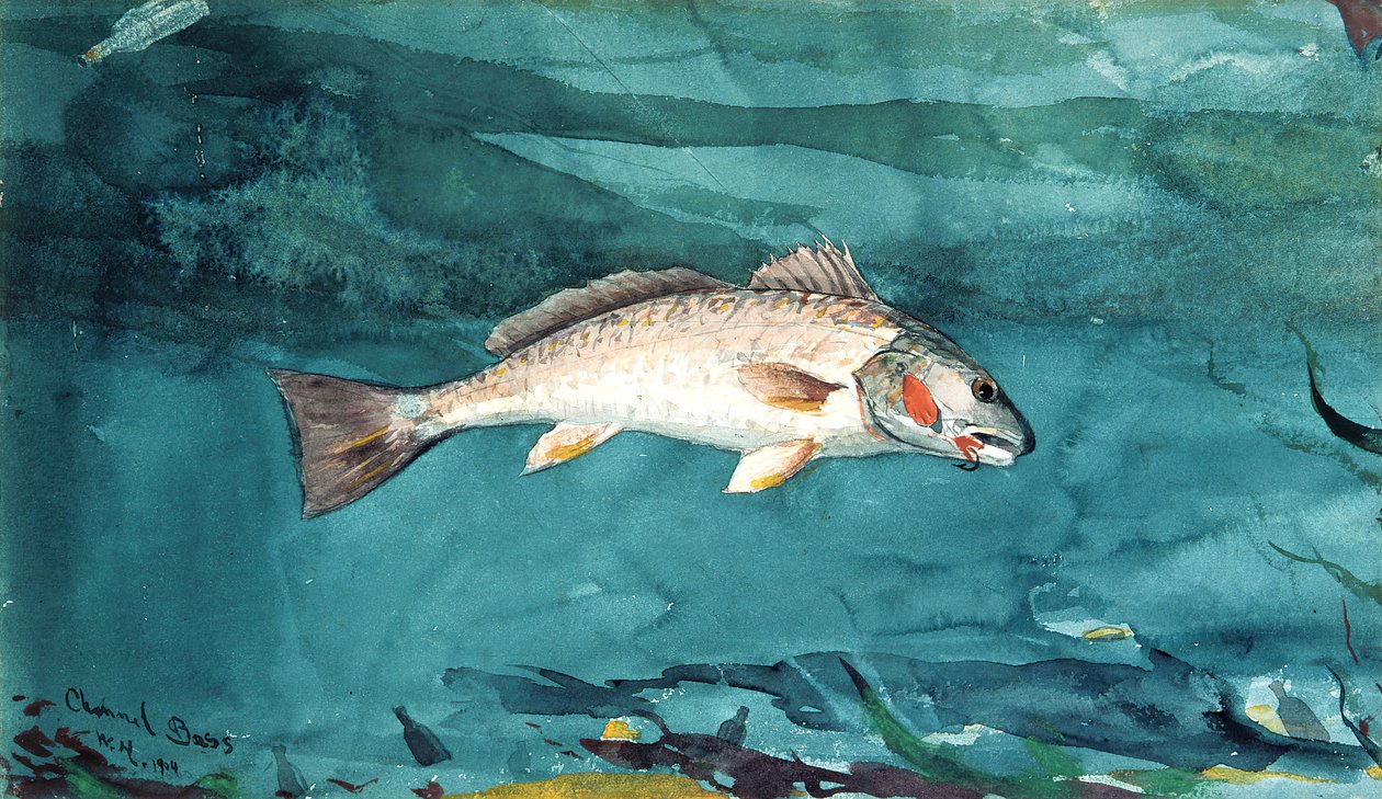 海峡鲈鱼，1904年。 作者 温斯洛·荷马