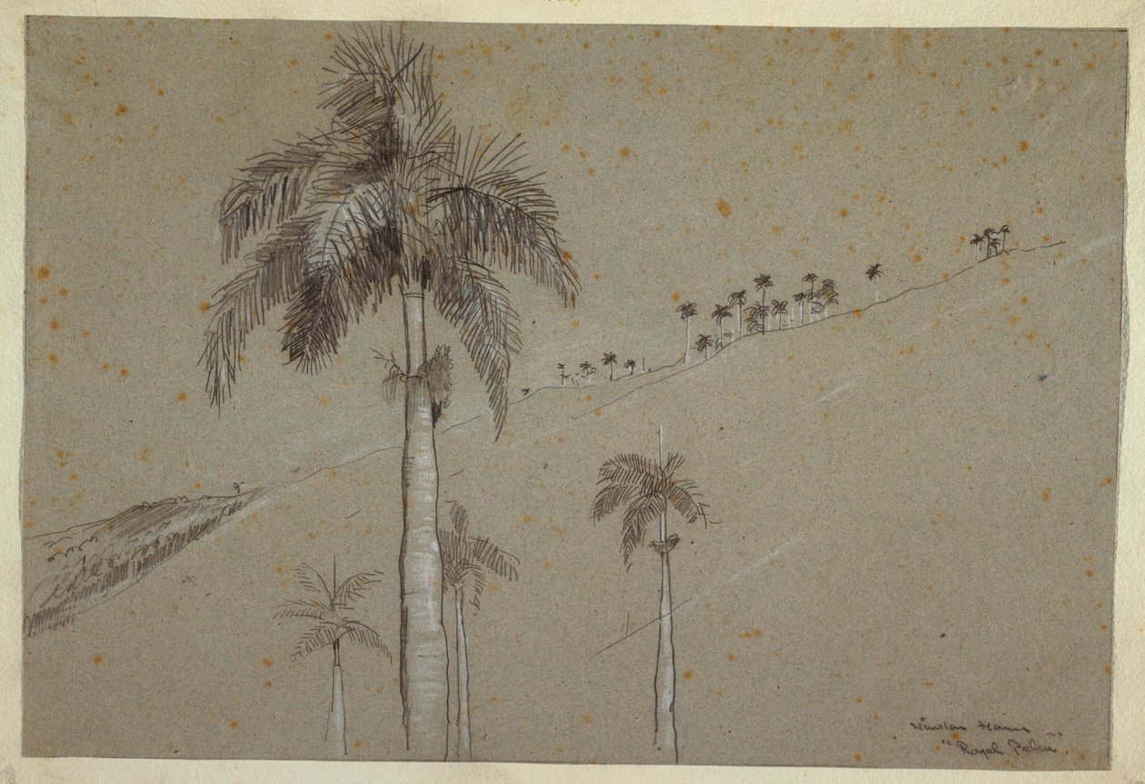 绘画，古巴皇家棕榈树，1885 年 作者 温斯洛·荷马