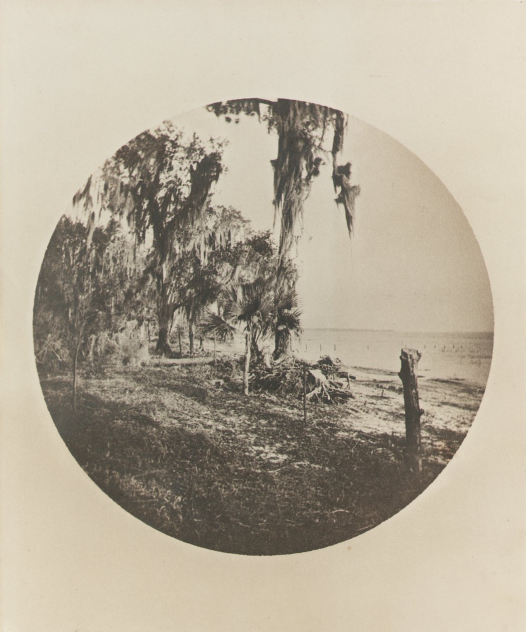 棕榈树和海滩场景，佛罗里达海岸，约1904年 作者 温斯洛·荷马