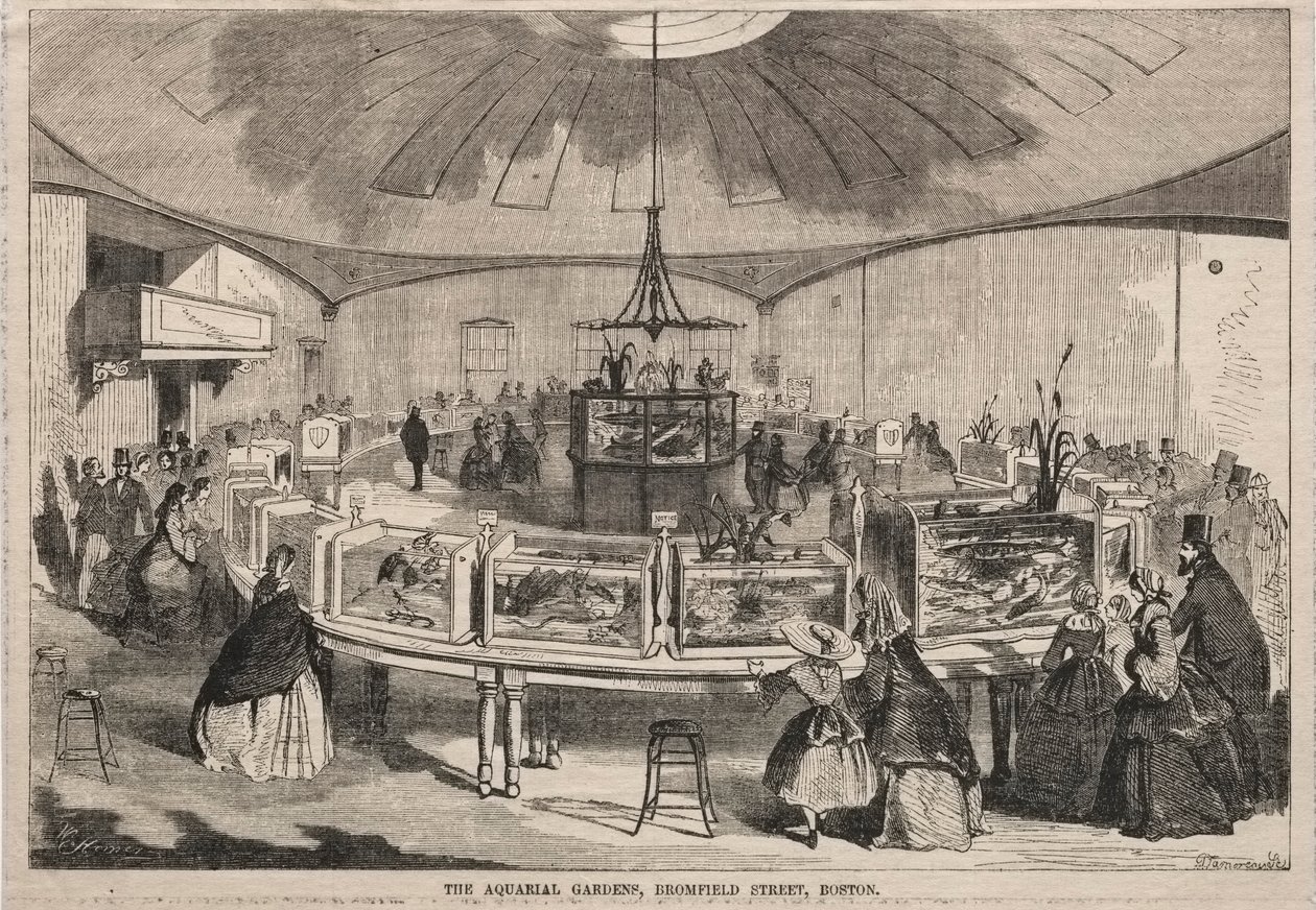 波士顿布罗姆菲尔德街（Bromfield Street）的水族馆（Aquarial Gardens），1859年。 作者 温斯洛·荷马