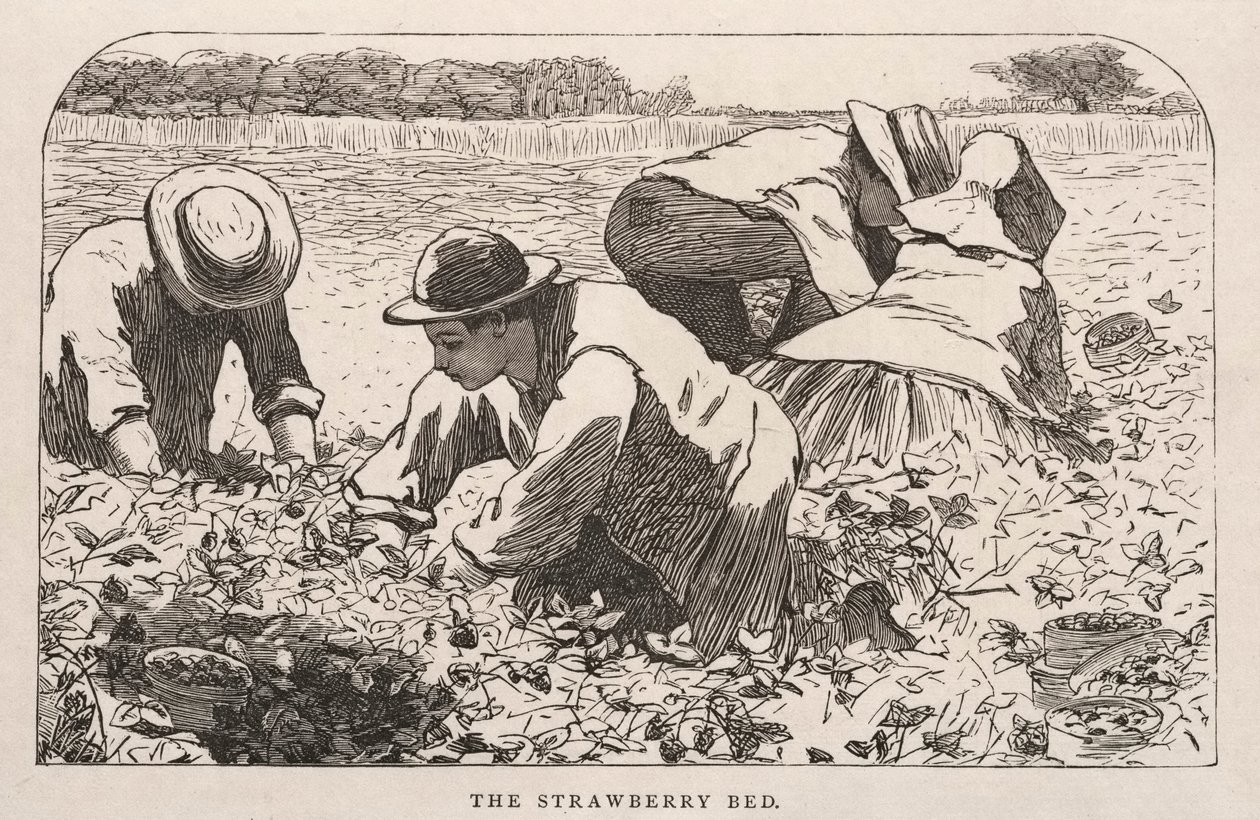 草莓床，1868年。 作者 温斯洛·荷马