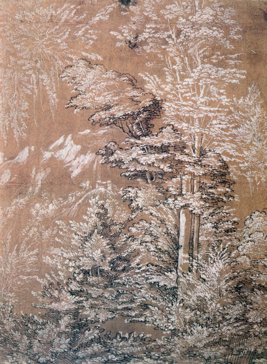 树木研究，1519年 作者 沃尔夫·胡伯