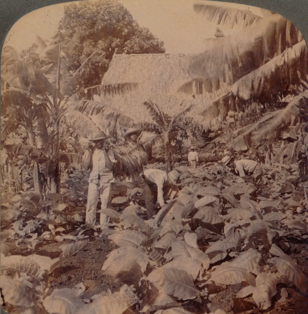 割烟-典型的种植园-古巴哈瓦那省，1899年 作者 作品和太阳雕塑工作室