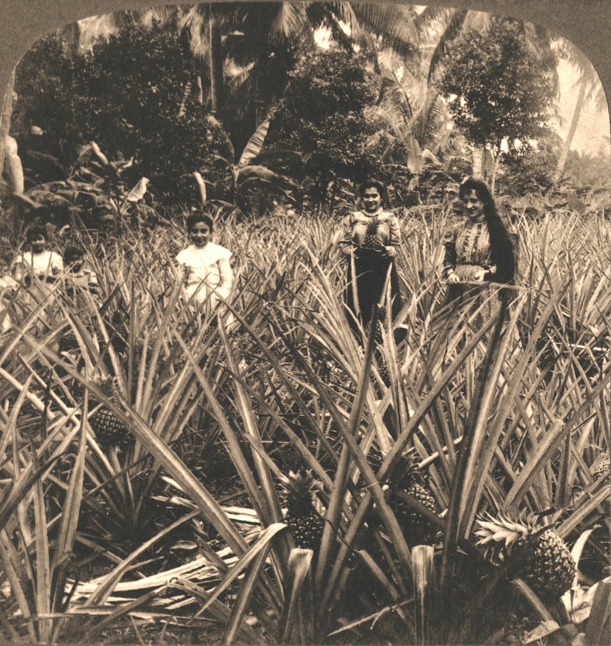 菠萝种植园，波多黎各马亚圭斯，1899年。 作者 作品和太阳雕塑工作室