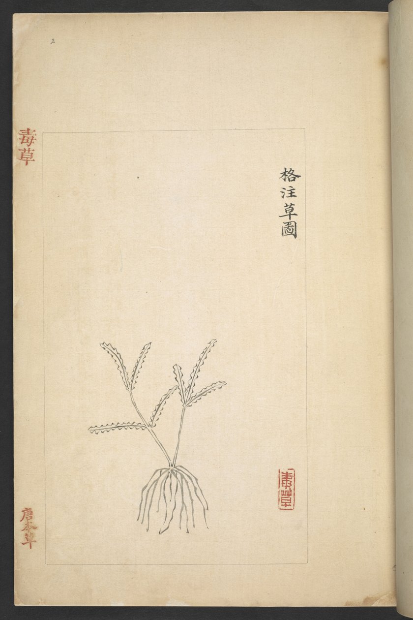 或 13347 B f.2r 《杜草（有毒的植物）》中的平面图（纸上水墨和色彩） 作者 吴启军