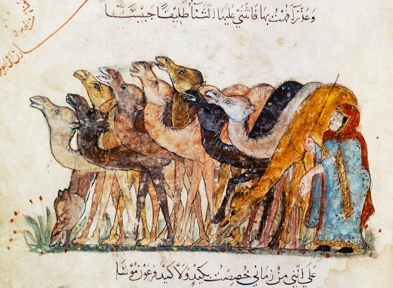 来自Al Hariri的&39;Al Maqamat&39;（The Meetings）的骆驼群Ar 5847 f.101，c.1240（另见1689970） 作者 叶海亚·伊本·马哈茂德·瓦西蒂