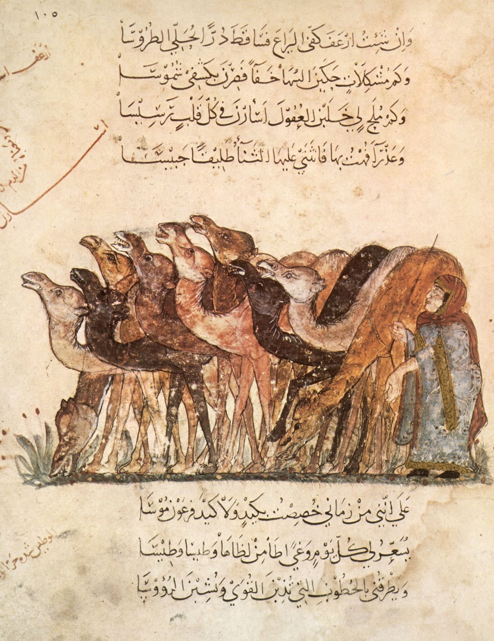 来自Al Hariri的Al Maqamat（会议）的Ar 5847 f.101，骆驼群，c.1240（另见1258010） 作者 叶海亚·伊本·马哈茂德·瓦西蒂