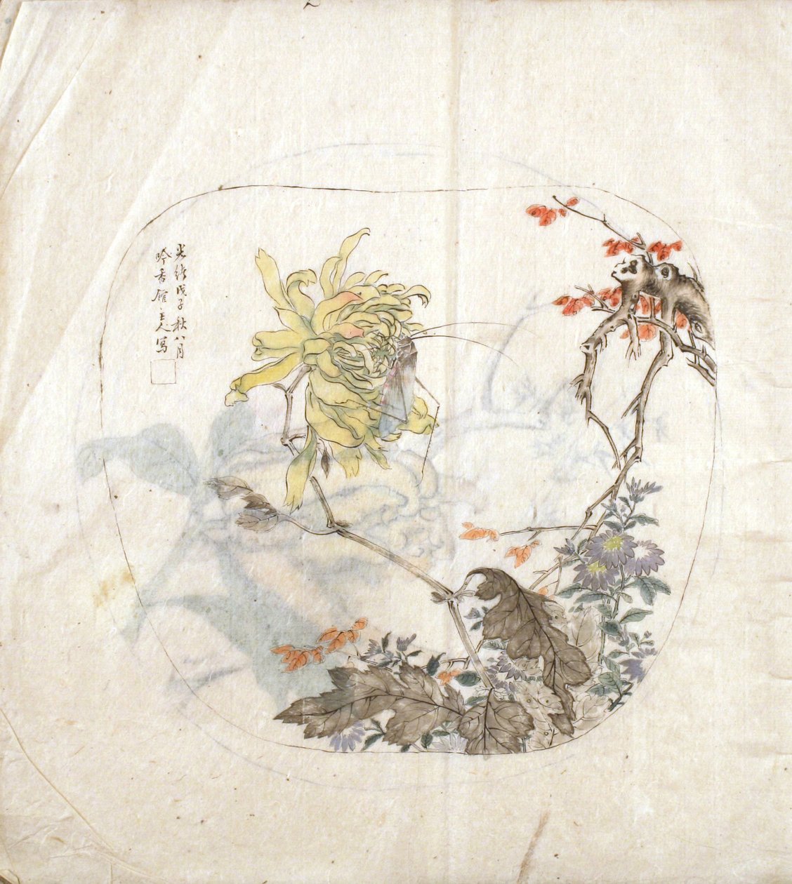 菊花的素描 作者 杨士超