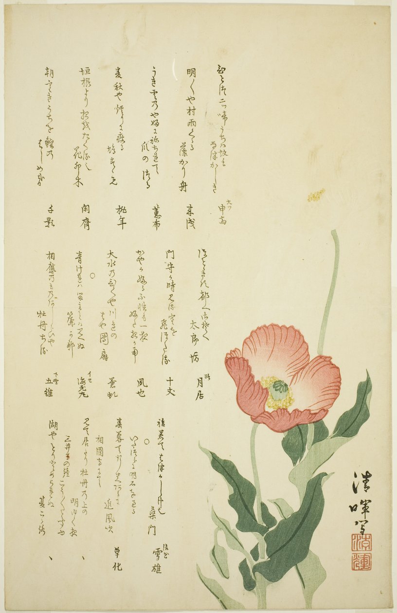 两朵罂粟花 作者 横山精机
