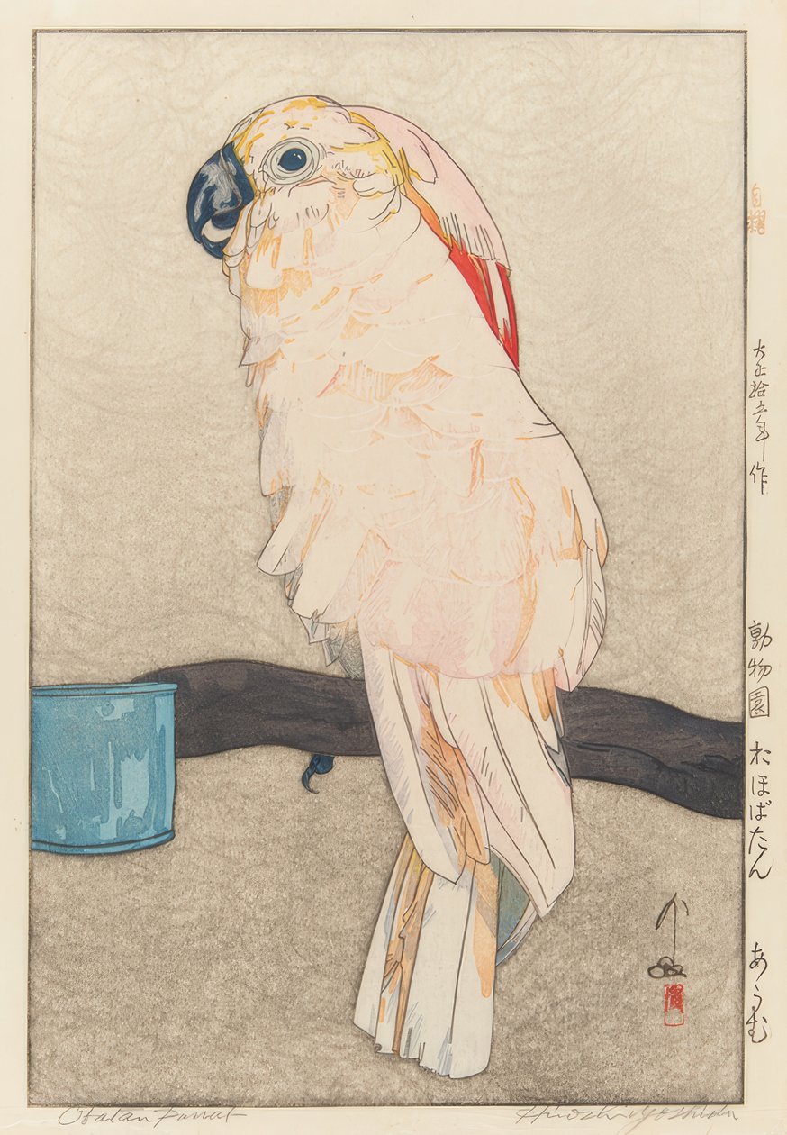Obatan Sittich 作者 吉田宏