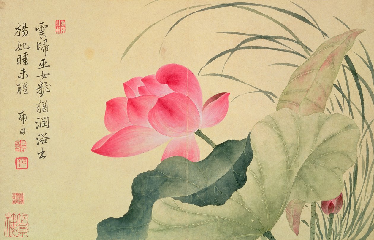 莲花，由Yun Shou-P&39;ing（1633-90），来自&39;鲜花专辑&39;，（wc在丝绸背纸上） 作者 寿云