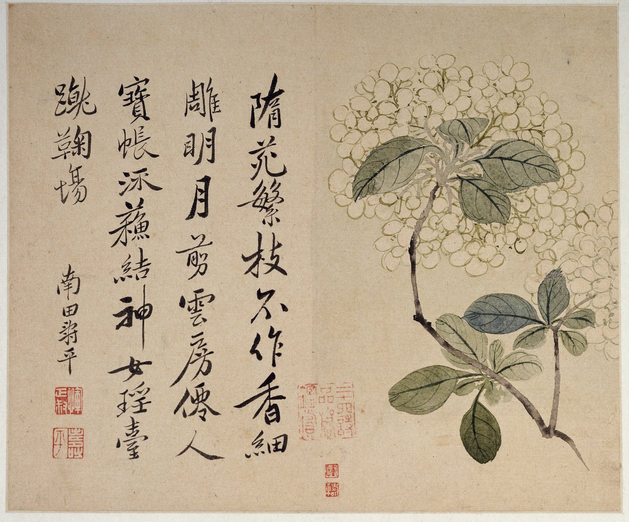 绣球花，摘自十片叶子的专辑 作者 寿云
