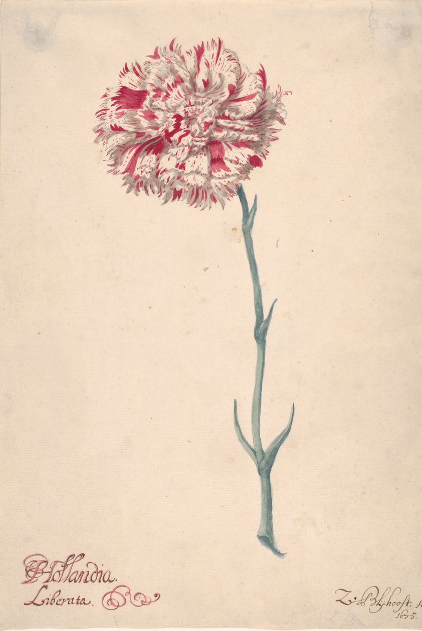 一支康乃馨Hollandia Liberata，1675年。 作者 扎卡里亚斯·布利霍夫特