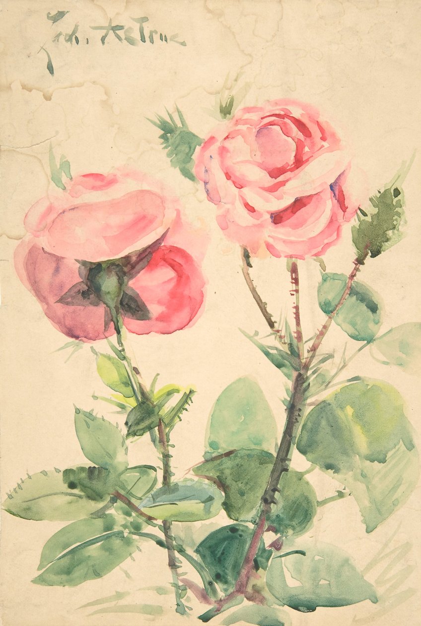 两朵玫瑰，约1884-1904年。 作者 Zacharie Astruc