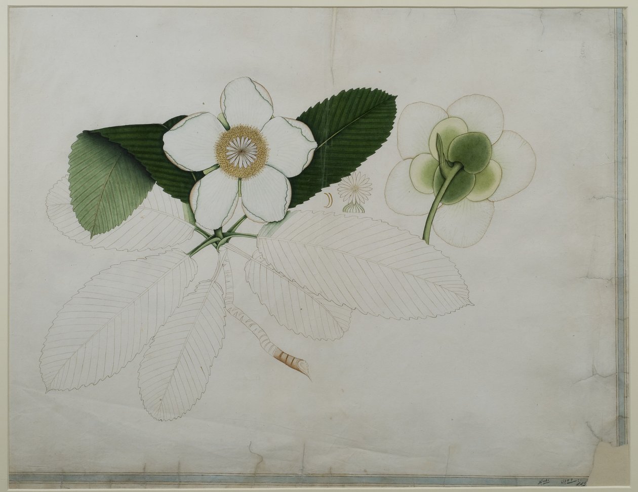 Dillenia indica，1787（纸上写着） 作者 Zayn al Din Zayn al Din
