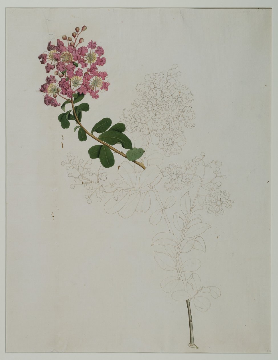 Lagerstroemia indica L.（紫薇），1787年（纸上wc） 作者 Zayn al Din Zayn al Din