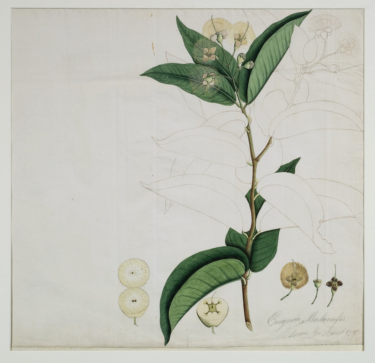 Syzygium aqueum（Burm.f。）Alston（水玫瑰苹果），1787年（纸上wc） 作者 Zayn al Din Zayn al Din