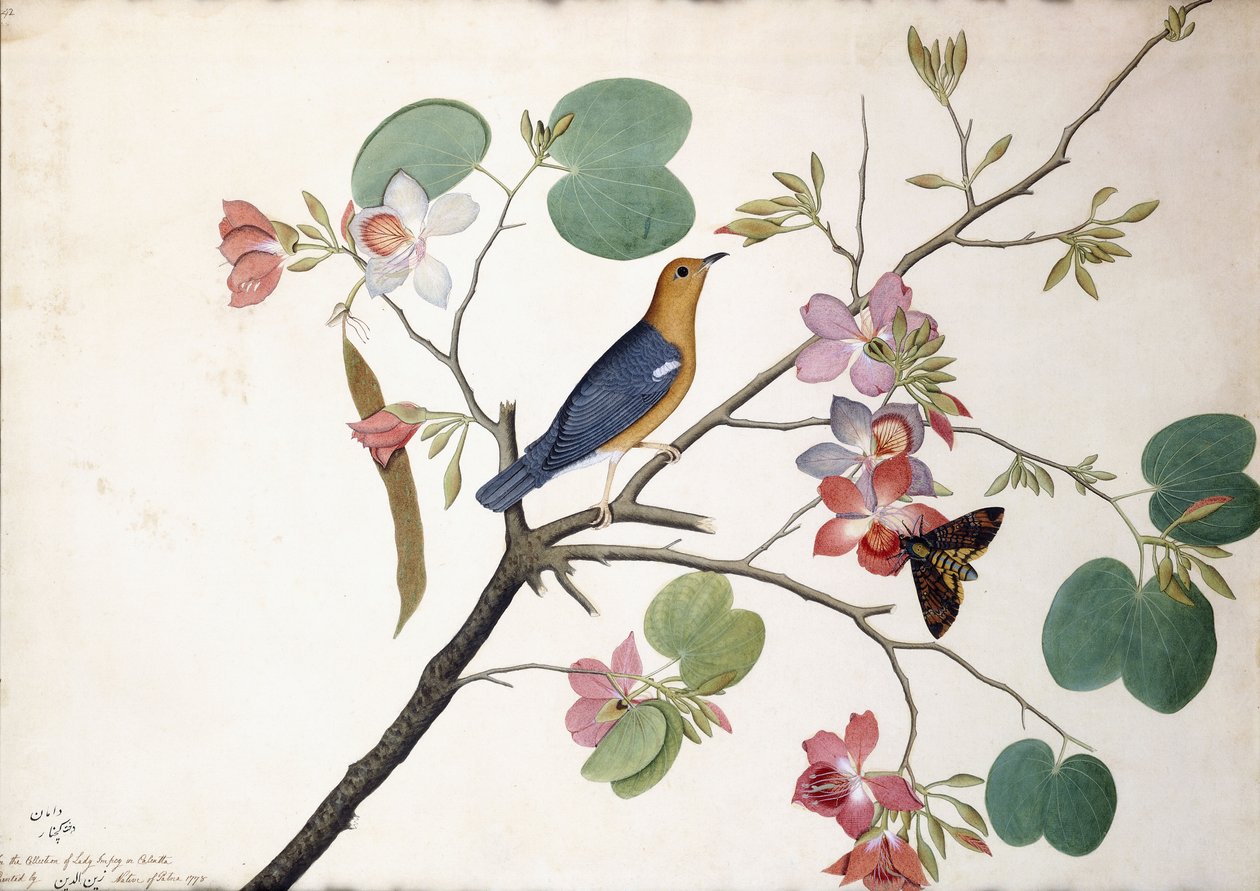 橙头鹅口疮，1778年 作者 Zayn al Din