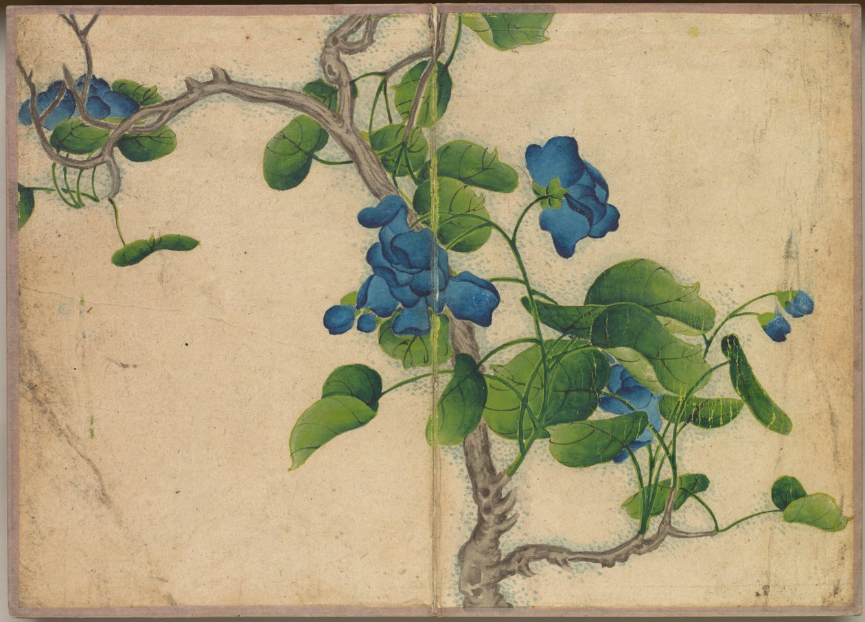 书桌相册：花鸟画（攀蓝花） 作者 张若爱