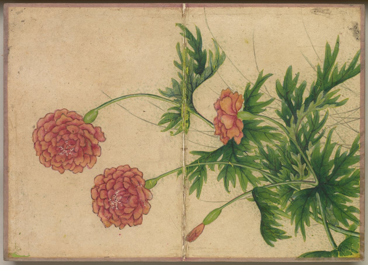 办公桌专辑：《花鸟牡丹画》，十八世纪。 作者 张若爱