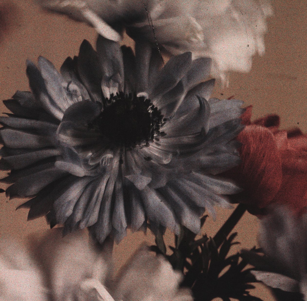 "海葵"(Anemones) (海葵花) 作者 弗雷德里克（致）巴纳德