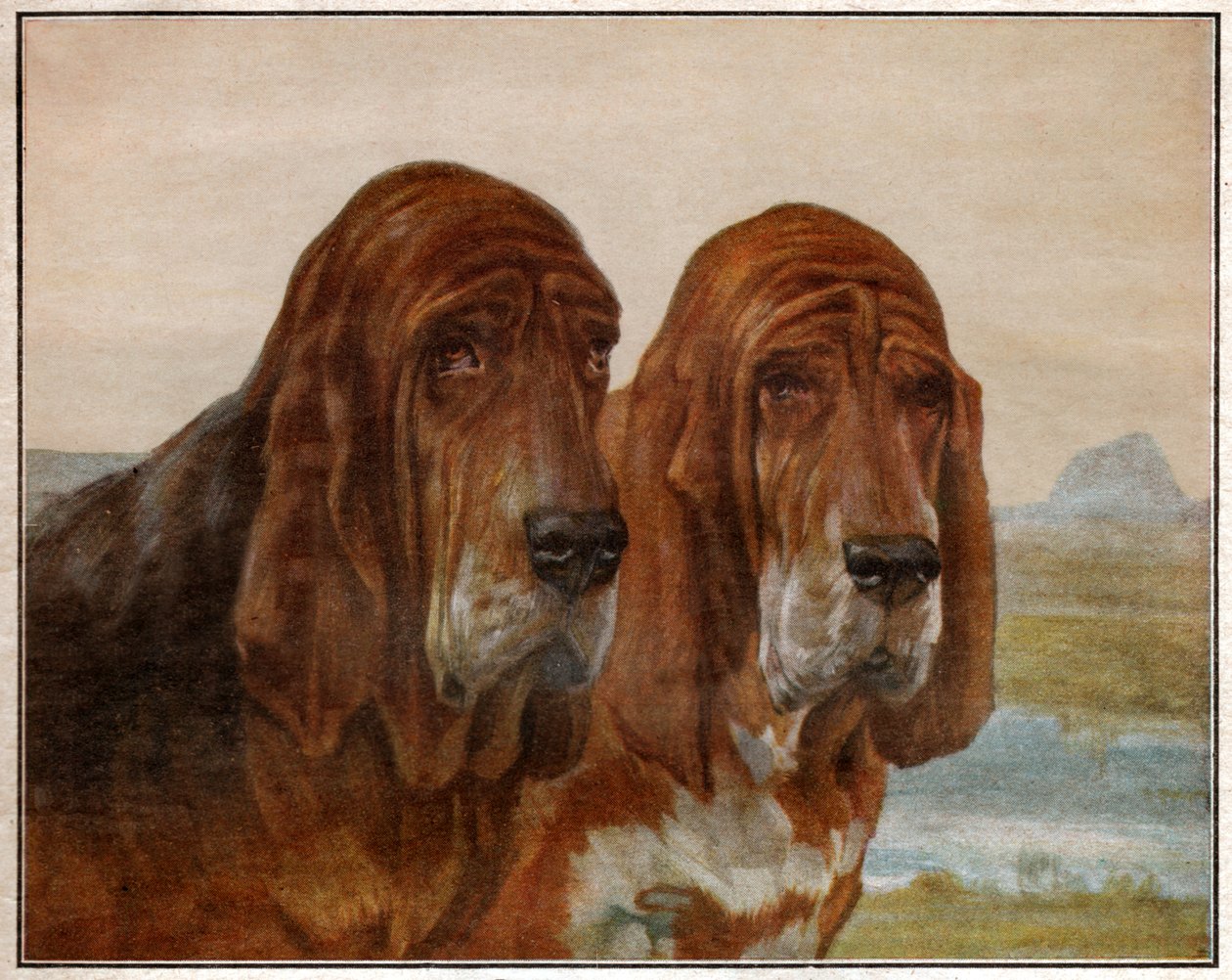 圣休伯特的狗或寻血猎犬。1925年(插图) 作者 . .