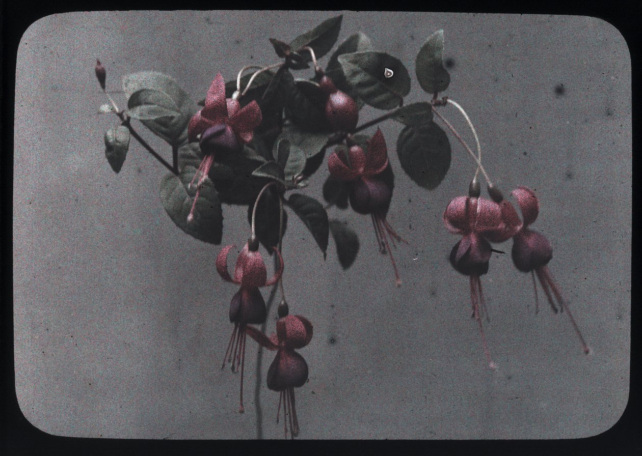 "Fucshia" 作者 弗雷德里克（致）巴纳德