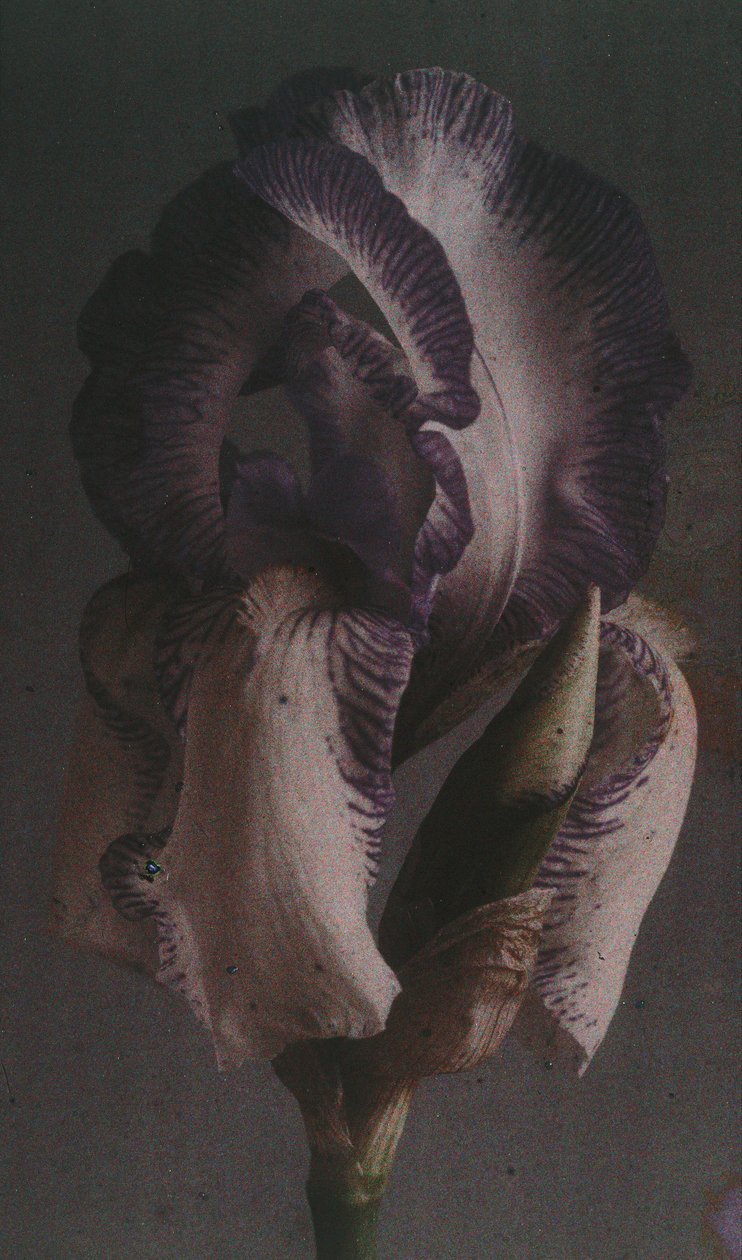 "德国鸢尾花(Iris germanica) 作者 弗雷德里克（致）巴纳德