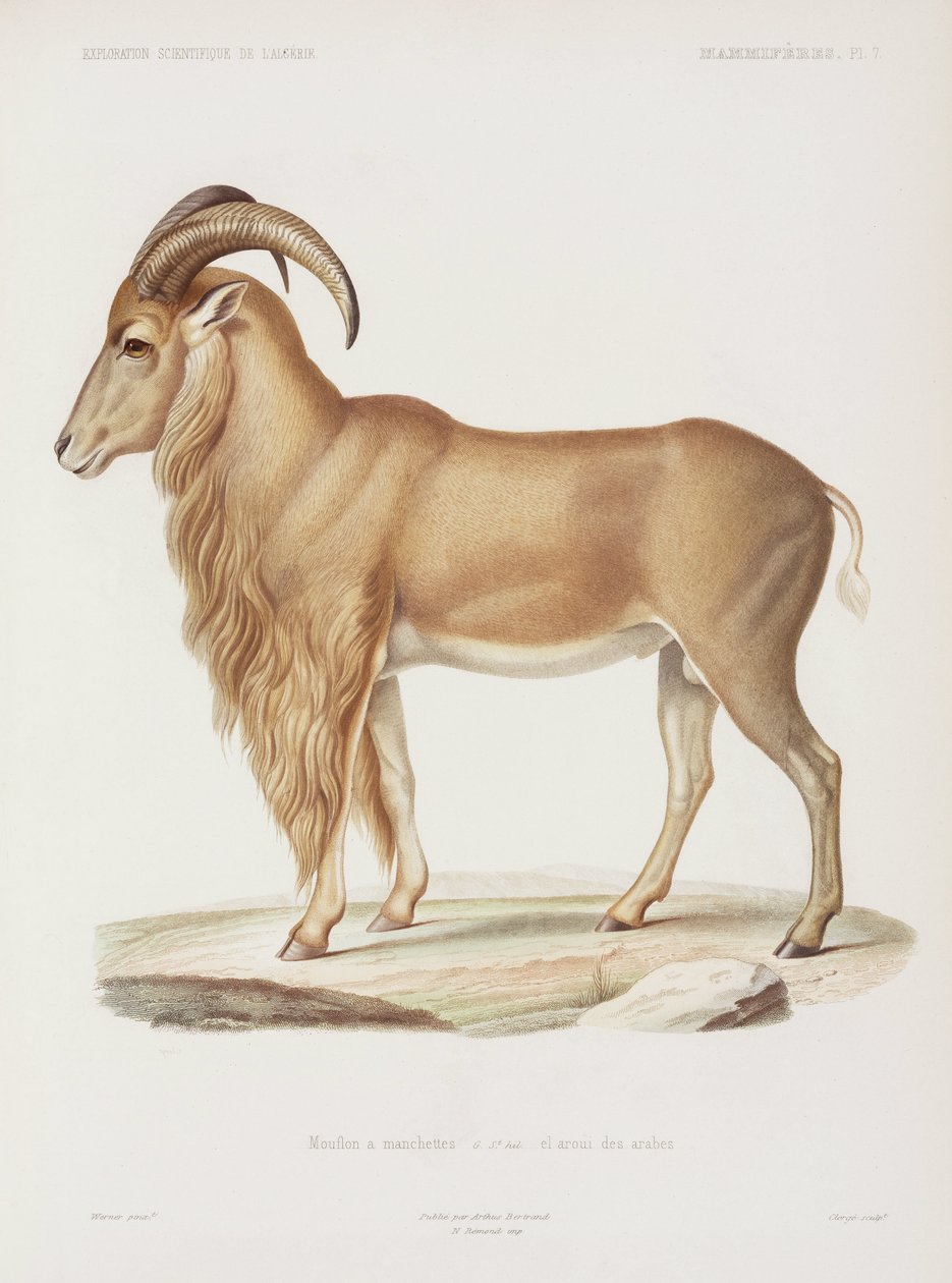 阿尔及利亚Mouflon 作者 理查德（后）爸爸