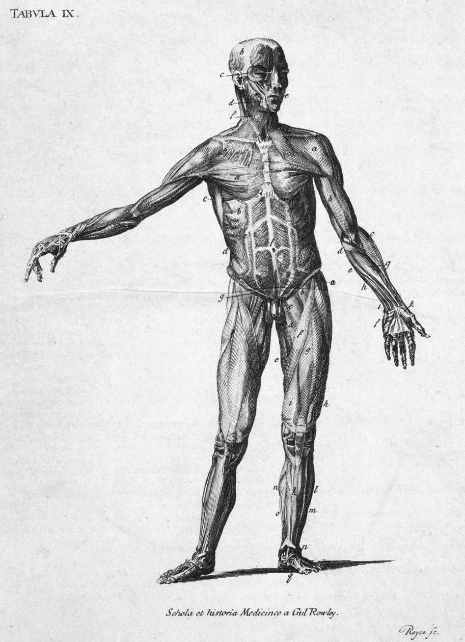 肌肉 人类的肌肉结构，约1850年代 作者 理查德（后）爸爸