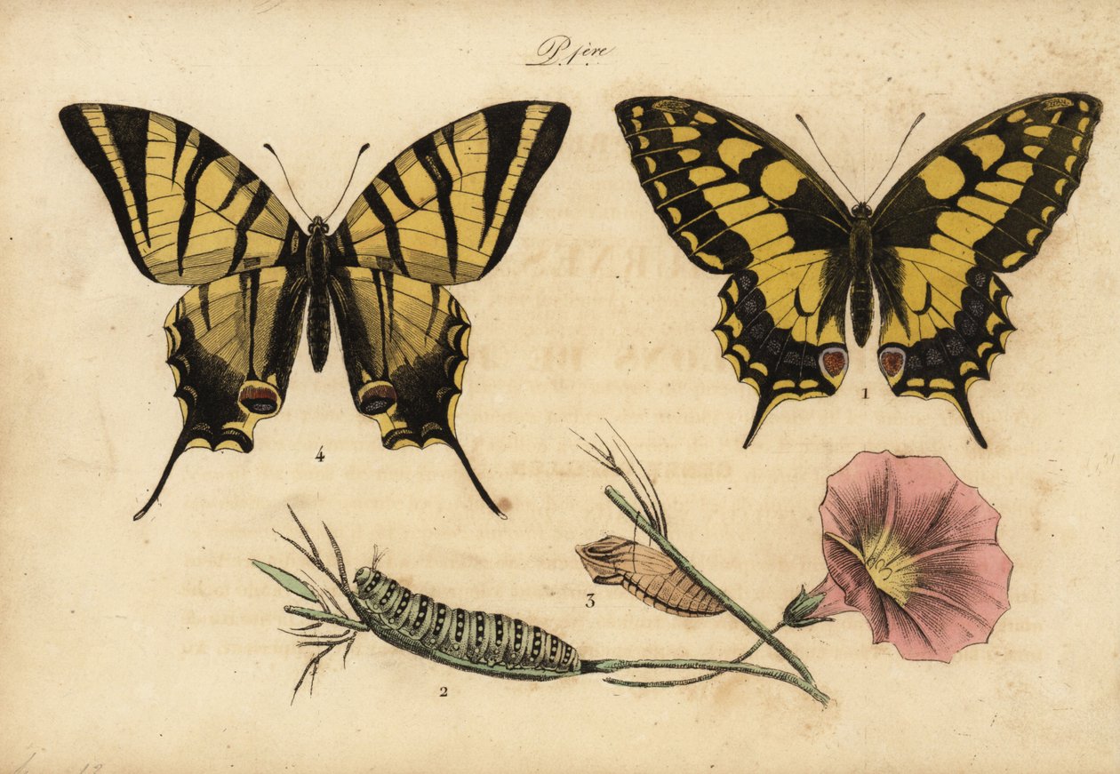 旧世界燕尾，Papillo machaon 1,2,3和稀缺燕尾，Iphiclides podalirius 4 作者 理查德（后）爸爸