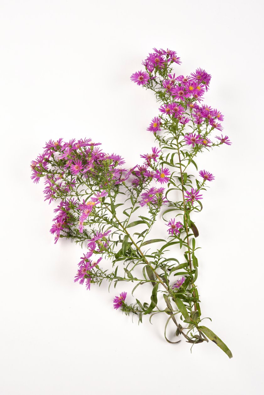 粉红色的米迦勒玛斯菊花 Aster amellus 作者 . .