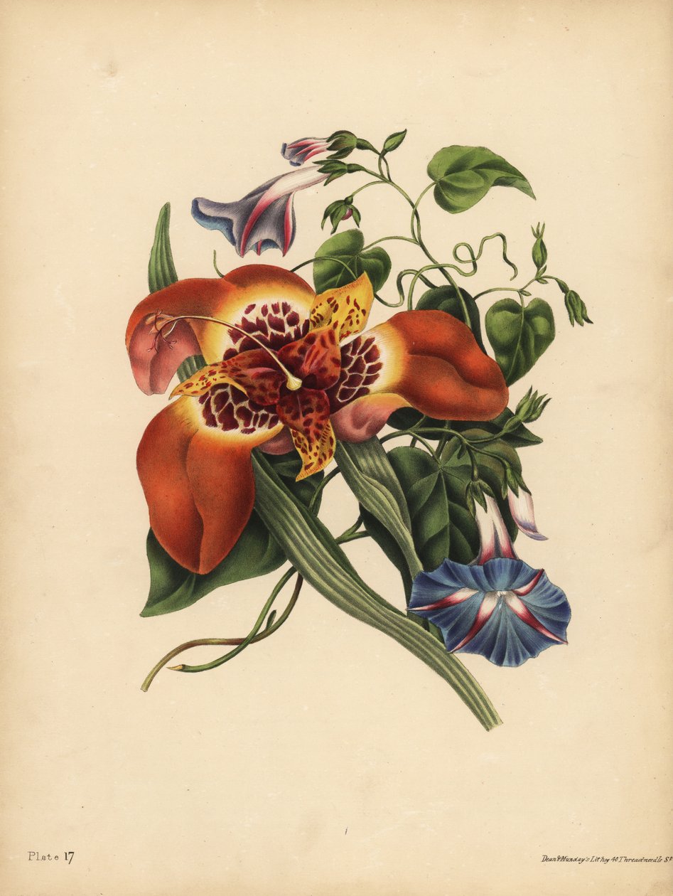 墨西哥老虎花，Tigridia pavonia，变化；蓝色的主要Convolvulus，夜间 作者 理查德（后）爸爸
