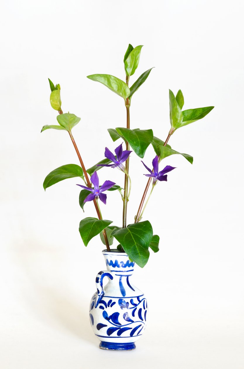 花瓶中的三根大长春花（Vinca major）开花（照片） 作者 . .