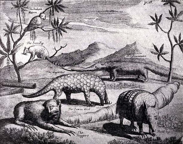 北河板块的生物，如早期艺术家的照片，来自Nierhoffs Voyages and Travels，来自The River of River Plate，Vol。我，由WH Koebel，1914年 作者 在德国学校之后