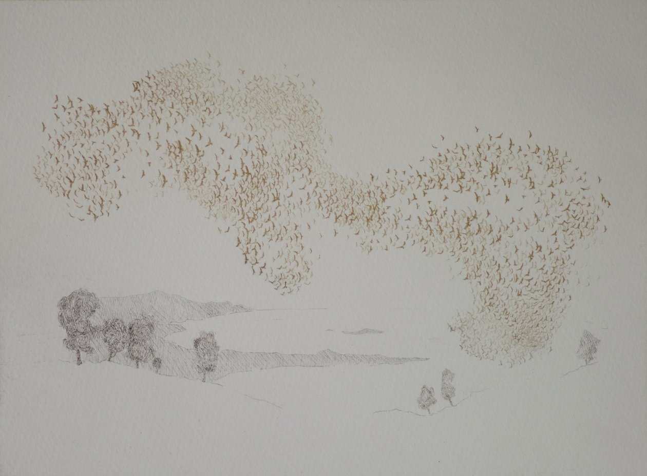 太阳鸟，2016年，蚀刻和手着色在纸上 作者 安格斯火腿