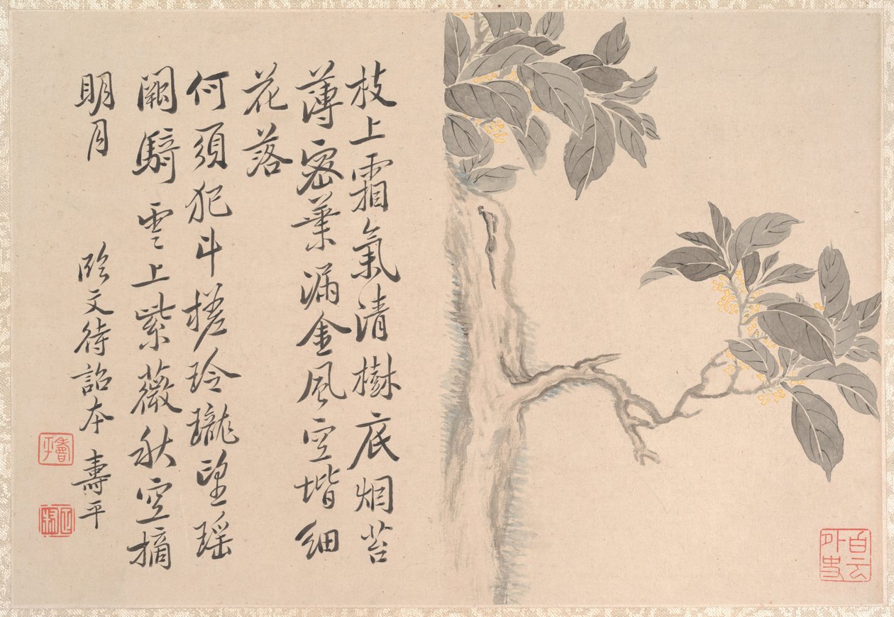 桂花树 作者 匿名的