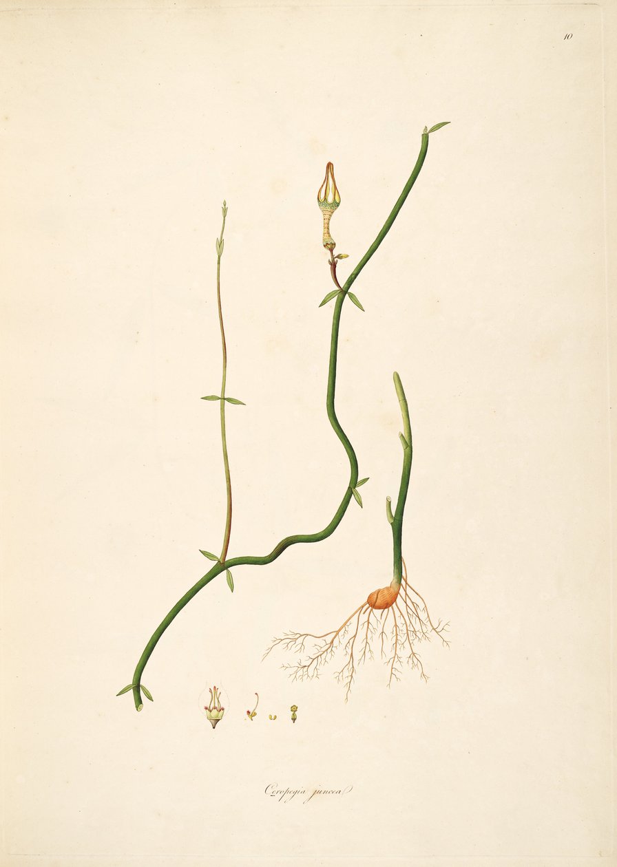 Ceropegia juncea，夹竹桃科，Asclepiadoideae的例证 作者 匿名者