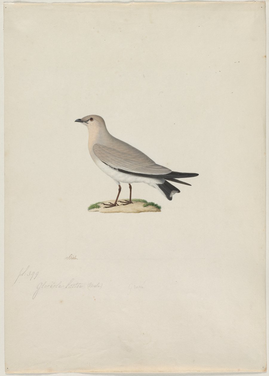 小黄雀（Glareola lactea） 作者 归功于 Paul Huet