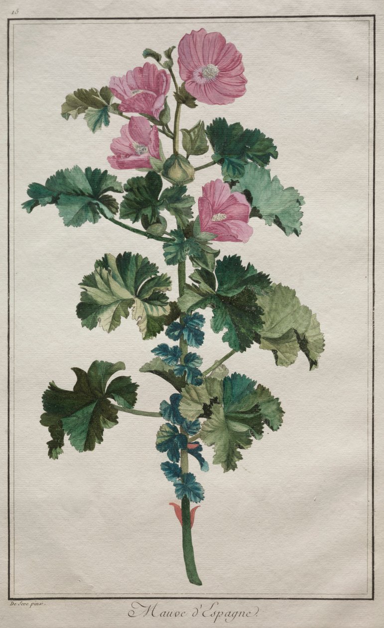 收集二十四种植物和花卉：马洛，1772年后。 作者 德塞维