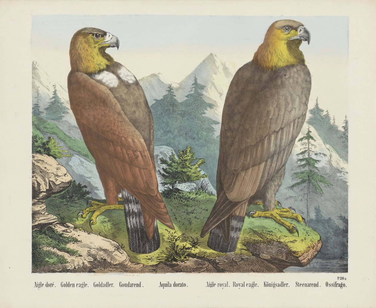 金鹰 / Goldadler / Goudarend / Aquila dorato / Royal eagle / Königsadler / Steenarend / Ossifrago（物名） 作者 约瑟夫·舒尔茨公司