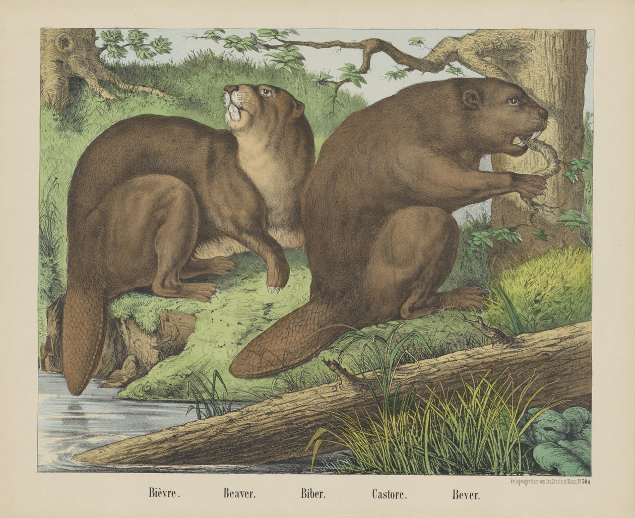 Bièvre。/ Beaver./ Biber./ Castore./ Bever（物品上的标题） 作者 约瑟夫·舒尔茨公司
