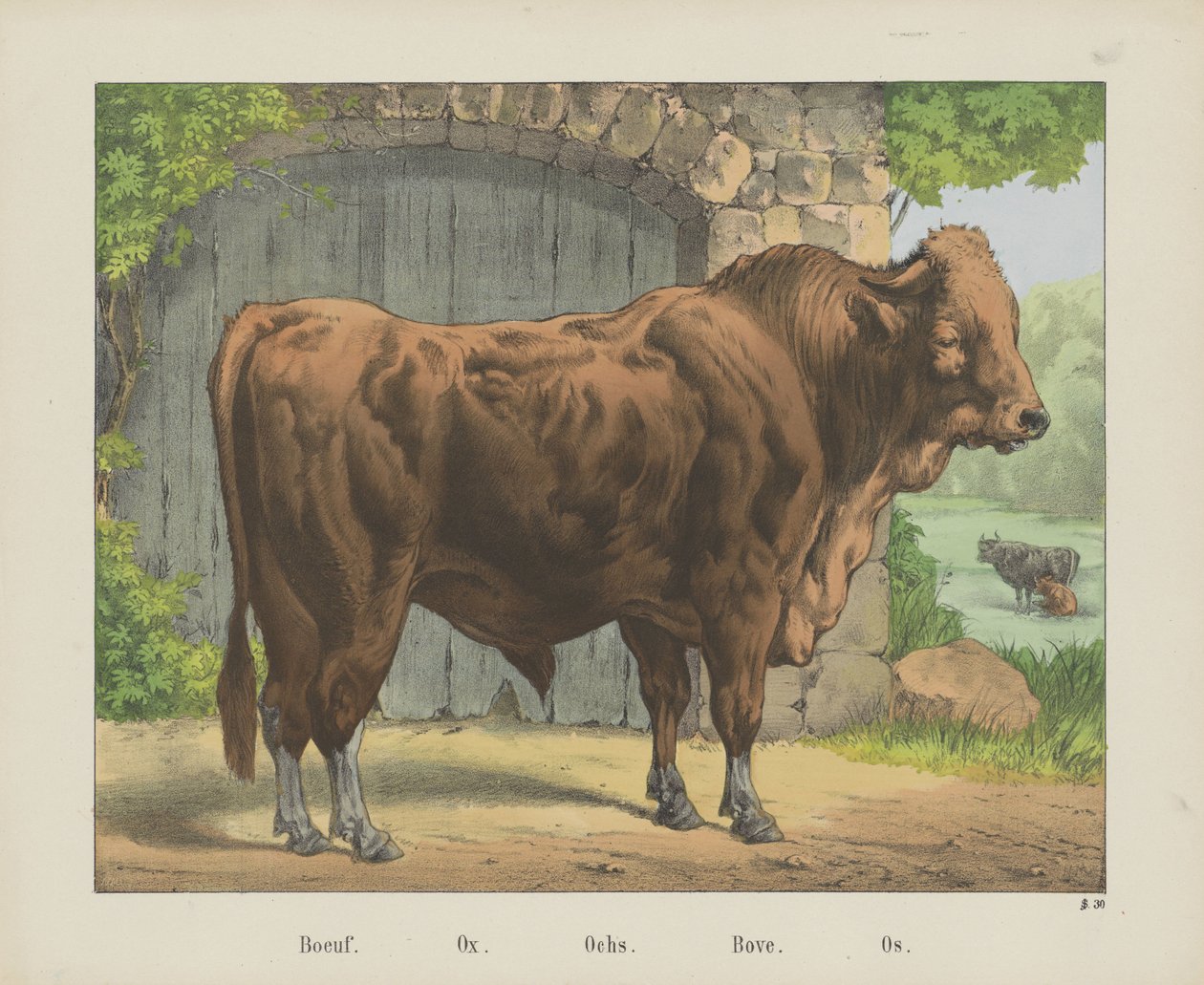 Boeuf./ Ox./ Ochs./ Bove./ Os（物品上的标题） 作者 约瑟夫·舒尔茨公司